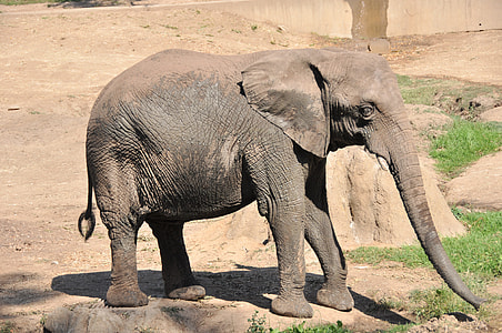 gray elephant cub on gray rocks thumbnail