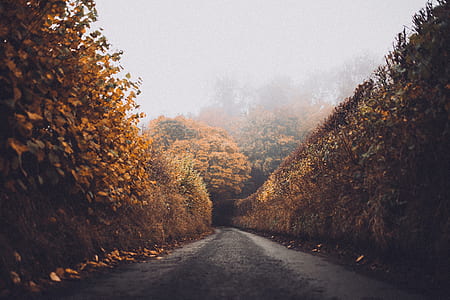 road between aspen trees thumbnail