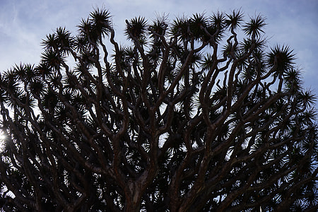 Canary Island Dragon Tree, Dragon Tree thumbnail