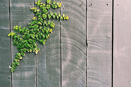 Green Leaf on Gray Wooden Fence thumbnail