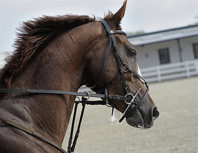 close-up photo of brown horse near white house during daytime thumbnail