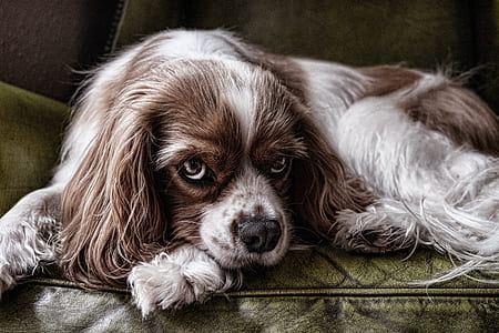 adult blenheim Cavalier King Charles spaniel lying on brown leather sofa chair thumbnail