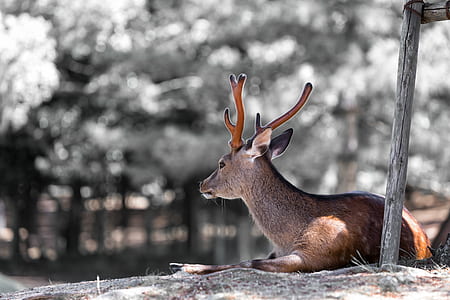 selective photography of brown deer thumbnail