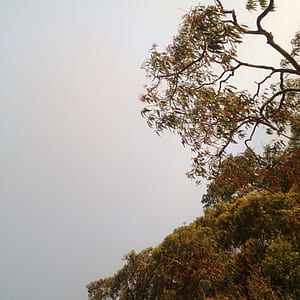 Photography of Green Trees thumbnail