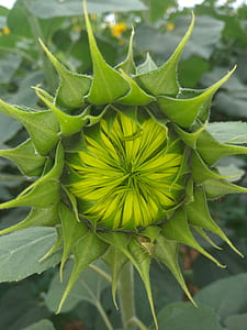 photo of green insect perched on unbloomed sunflower thumbnail