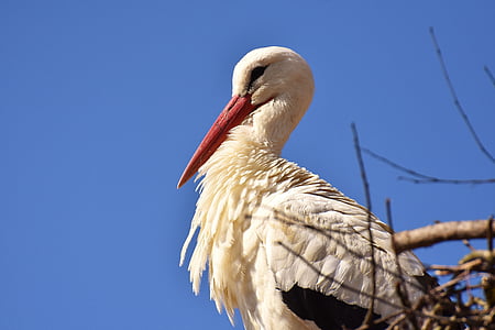 photo of long-beaked bird near branch thumbnail