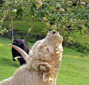 cow eating apple thumbnail