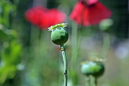 selective focus photo of poppy flower bud thumbnail