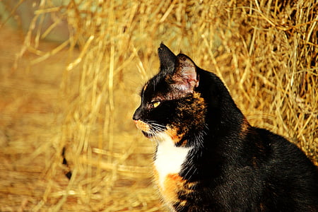selective focus photography of black and brown cat near hay thumbnail