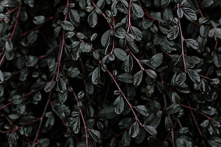 green leafed plant thumbnail
