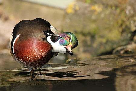 brown and green Mallard duck thumbnail