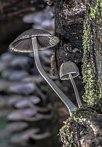 shallow focus photography of mushrooms thumbnail