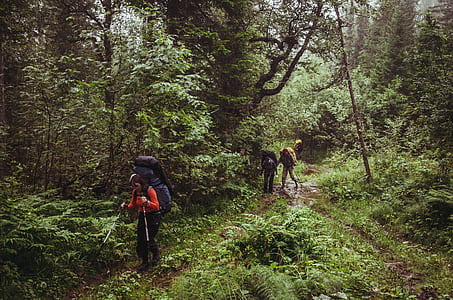 person walking on rainforest thumbnail
