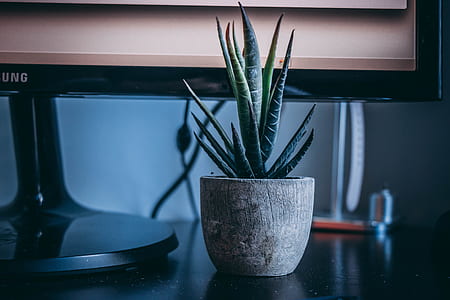 green potted plants thumbnail