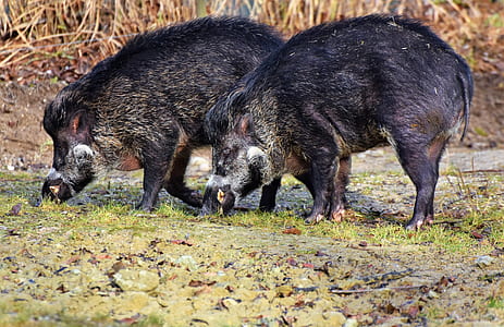 two black wild pigs on grass thumbnail