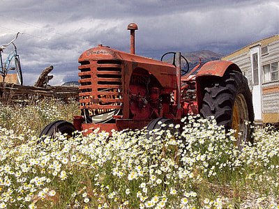 red tractor surrounded with white flowers thumbnail