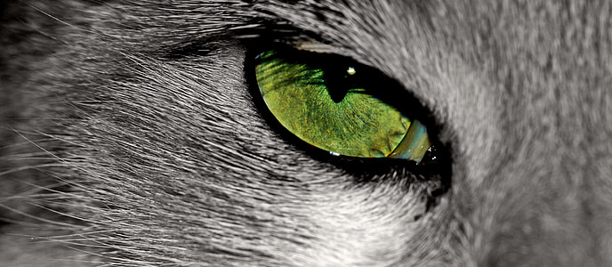 close up photo of gray animal with green right eye thumbnail
