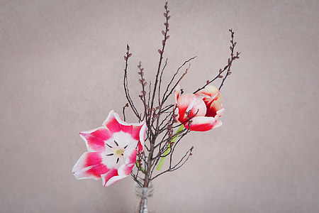 pink and white tulips in vase centerpiece closeup photography thumbnail
