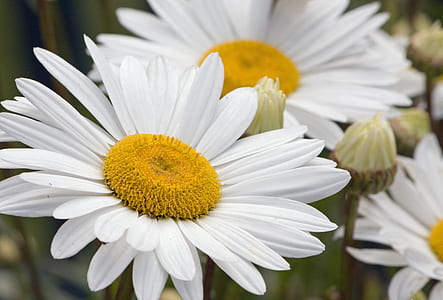 selective focus photography of white daisy flower thumbnail