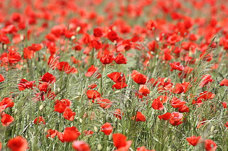 red poppy field during daytime thumbnail