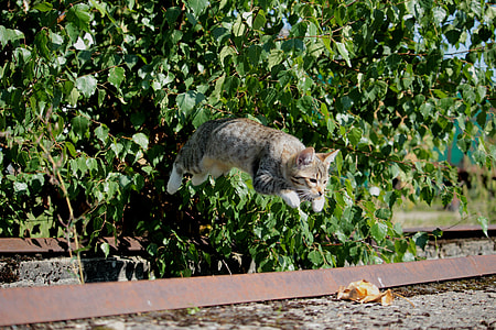 silver tabby cat jumping from the bush thumbnail