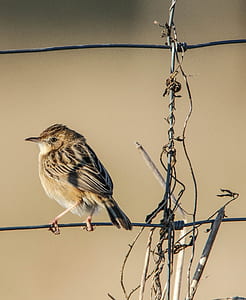 bird, animal, sparrow, feather thumbnail