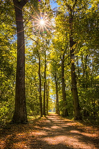 road between trees thumbnail