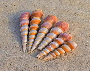 six brown-and-grey seashells on brown sand thumbnail