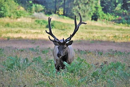 brown buck on grass field during day thumbnail