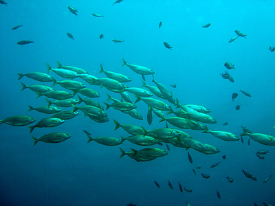 underground photography of shoal of gray fishes thumbnail