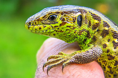 green and brown lizard on persons arm thumbnail