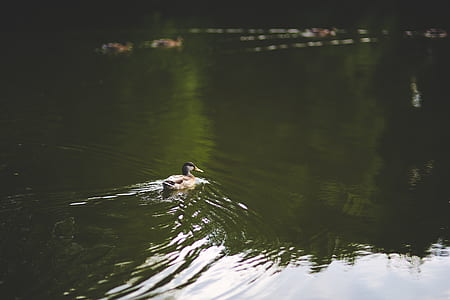 Duck in the water thumbnail
