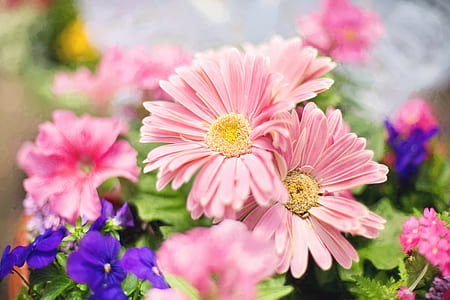 depth of field photography of pink daisy flowers thumbnail