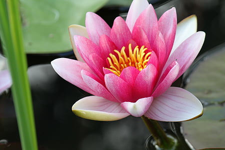 pink lotus flower thumbnail