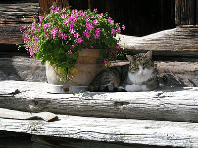 silver tabby cat laying on gray log beside basket of pink flowers thumbnail