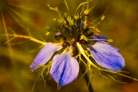 close-up photo of purple petaled flowers thumbnail