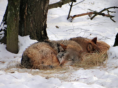two brown sleeping wolves on snow thumbnail