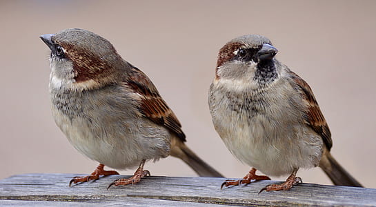 two brown-and-gray feathered birds thumbnail