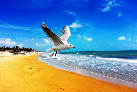 ring-billed gull flying over the seashore thumbnail