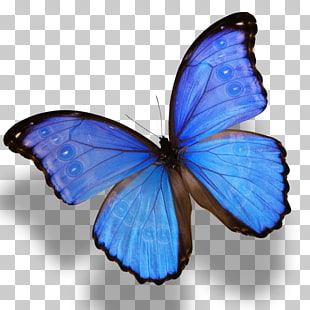 Monarch butterfly Morpho menelaus Morpho amathonte, butterfly, blue and black butterfly illustration PNG clipart