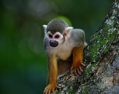 selective focus photography of primate on tree branch thumbnail