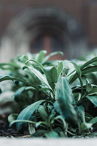 Close-up Photo of Green Leafed Plants thumbnail