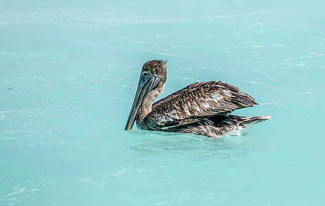 black duck on body of water thumbnail