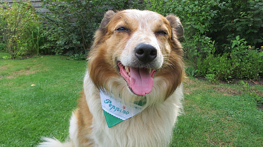 long-coated tan and white dog on grass field thumbnail