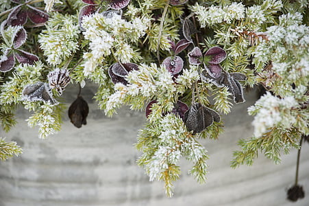 white and purple flowers in gray pot thumbnail