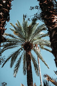 worm's eye view photography of tree thumbnail
