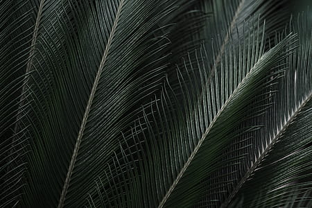 Tropical Leaves Free Background thumbnail