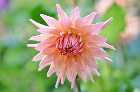 close up photo of pink petaled flowering plant thumbnail