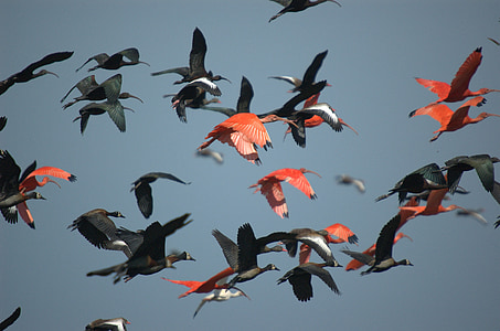 flock of red and black birds flying thumbnail