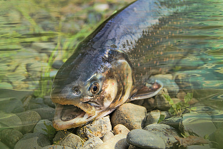 timelapse photo of black fish in shallow water thumbnail